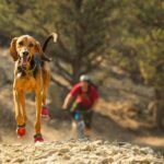 Botas para Perro Grip Trex – RUFFWEAR
