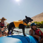 Float Coat- Chaleco Salvavidas para Perro - RUFFWEAR