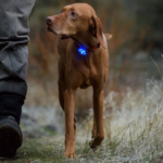 The Beacon - Luz Led de seguridad recargables Ruffwear