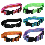 Collar Greenbrier Kennel Club Perro