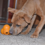 Atomic Treat Ball Juguete interactivo Our Pets