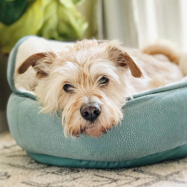 Cama Trono ortopédica de Alivio Mini para Gatos y Perros - Imagen 6